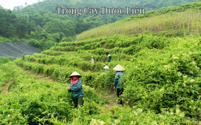 Trồng Cây Dược Liệu